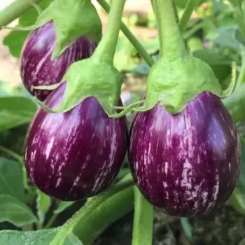 Natural Brinjal 